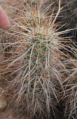 Echinocereus engelmannii engelmannii