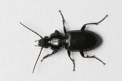 Pterostichus nigrita