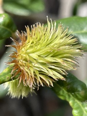 Quercus geminata