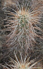 Echinocereus engelmannii engelmannii
