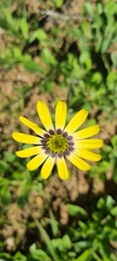 Osteospermum scariosum