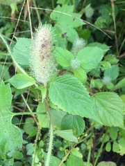 Acalypha alopecuroidea