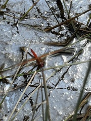 Libellula needhami