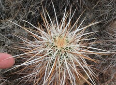 Echinocereus engelmannii engelmannii