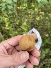 Scleroderma areolatum