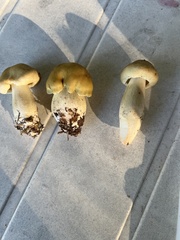 Tricholoma equestre