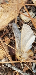 Lepidoptera