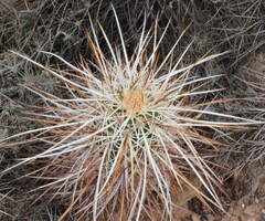 Echinocereus engelmannii engelmannii