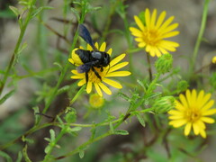 Megachile xylocopoides