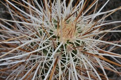 Echinocereus engelmannii engelmannii