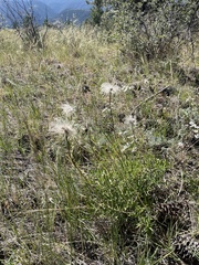Clematis hirsutissima