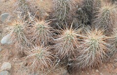 Echinocereus engelmannii engelmannii