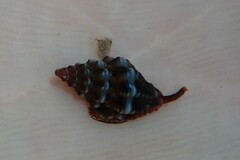 Enginella leucozona