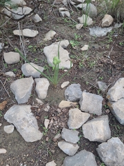 Asparagales