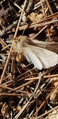 Lepidoptera