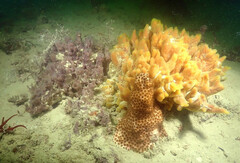 Solenastrea hyades