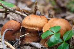 Cortinarius armillatus