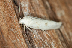 Frumenta nephelomicta
