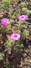 Oxalis heterophylla