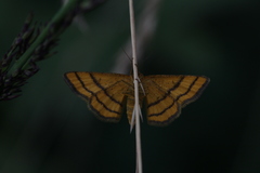 Idaea aureolaria