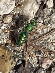 Augochloropsis viridula