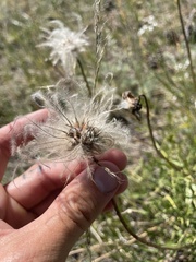 Clematis hirsutissima