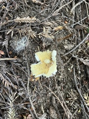 Amanita