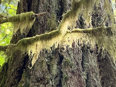 Pseudisothecium stoloniferum