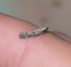 Dichomeris inversella