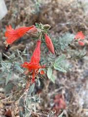 Contarinia zauschneriae