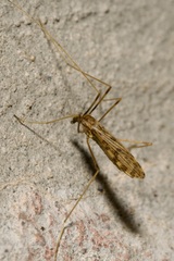 Ilisia maculata