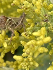 Melanoplini