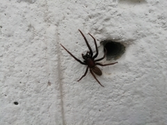 Segestria florentina