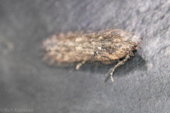 Hypatima