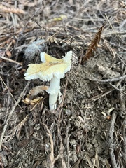 Amanita