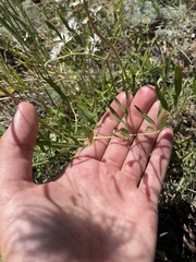 Clematis hirsutissima