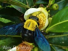 Xylocopa ruficornis
