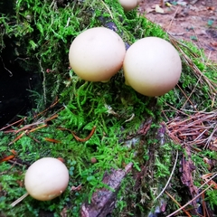 Apioperdon