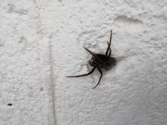 Segestria florentina