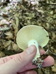 Lactifluus piperatus