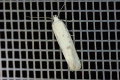 Frumenta nephelomicta