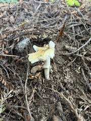 Amanita