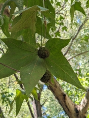Platanus wrightii