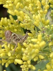 Melanoplini
