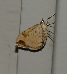 Eulithis propulsata