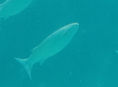 Crenimugil crenilabis