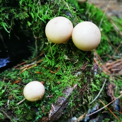 Apioperdon
