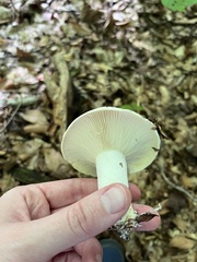 Lactifluus piperatus