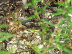 Aspidoscelis sexlineatus