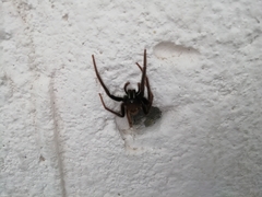 Segestria florentina